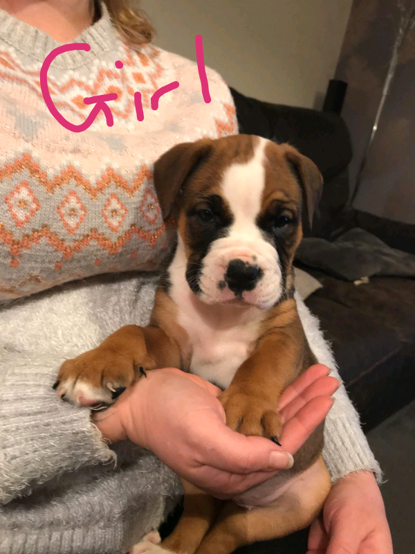 gumtree boxer puppies for sale